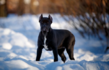 Is a Cane Corso a Good Guard Dog? Temperament & Personality Traits