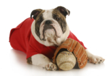 MLB 2023 Dog Friendly Baseball Games