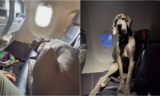 Man Books 3 Plane Tickets To Fly With His Great Dane, Leaves People “Gobsmacked”