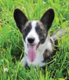 Meet the Charismatic Cardigan Welsh Corgi – Dogster