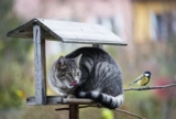 My Cat Keeps Catching Birds, How Do I Stop Them? 6 Tips