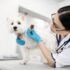 Building a Strong Bond with Your Pet: Communication, Trust, and Quality Time