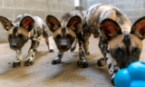 Potawatomi Zoo Welcomes 3 Endangered African Painted Dog Pups, Foster Golden Retriever Helps Raise Them