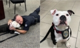 Rescue Dog Becomes Hopkinsville Police Department’s First ‘Paw-trol Officer’