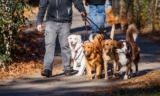 Research Says Walking A Leashed Dog Is Linked To Traumatic Brain Injuries