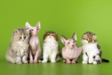 Short Hair, Long Hair, and Hairless Cats: Pros & Cons of Each