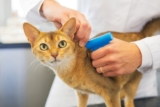 Should You Microchip Your Cat? Vet Reviewed Pros & Cons