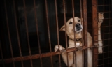 South Korean Dog Farmers Rally Near The Presidential Office, Causes Scuffle With The Police Over Dog Meat Ban