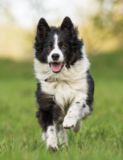 The Border Collie — Mastermind of the Dog World – Dogster