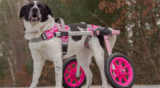 The Top Dog Wheelchair Accessories You Didn’t Know You Needed