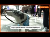 Therapy Dogs Now At Hand To Help Tense Travellers At Istanbul Airport