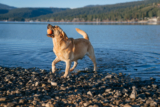 Tips for a Healthy, Happy Summer with your Dog – P.L.A.Y.