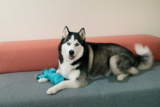 Training a Siberian Husky DogTips and Techniques for a Happy and Well- – P.L.A.Y.