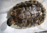 Turtle Shell Rot: Vet Explained Treatment, Causes, & Prevention