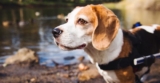 Understanding Beagle Health and Mobility