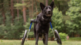 What Is Canine Degenerative Myelopathy?