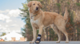 What is the Correct Front Splint for My Dog?