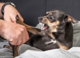 What to Do if Your Dog Bites Someone: 5 Steps to Follow