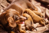 What to Feed a Mother Dog After Giving Birth: 10 Great Options