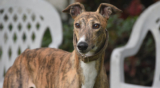 What to Watch for as Your Greyhounds Gets Older