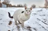 What’s the Best Way to Care for a Feral Cat in the Winter? 8 Tips