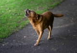 Why Do Dogs Howl at The Moon? Dog Behavior Explained