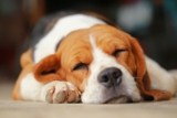 Why Do Dogs Sleep So Much? 6 Vet-Approved Reasons – Dogster