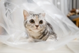 Why Does My Cat Like Plastic Bags So Much? 5 Reasons & Safety Tips