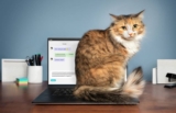 Why Does My Cat Sit on My Laptop? Common Reasons & Solutions