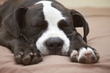 Why Is My Pitbull Snoring? 10 Vet-Approved Common Reasons