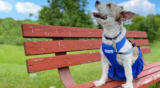 Why a Drag Bag is Essential for a Paralyzed Dog